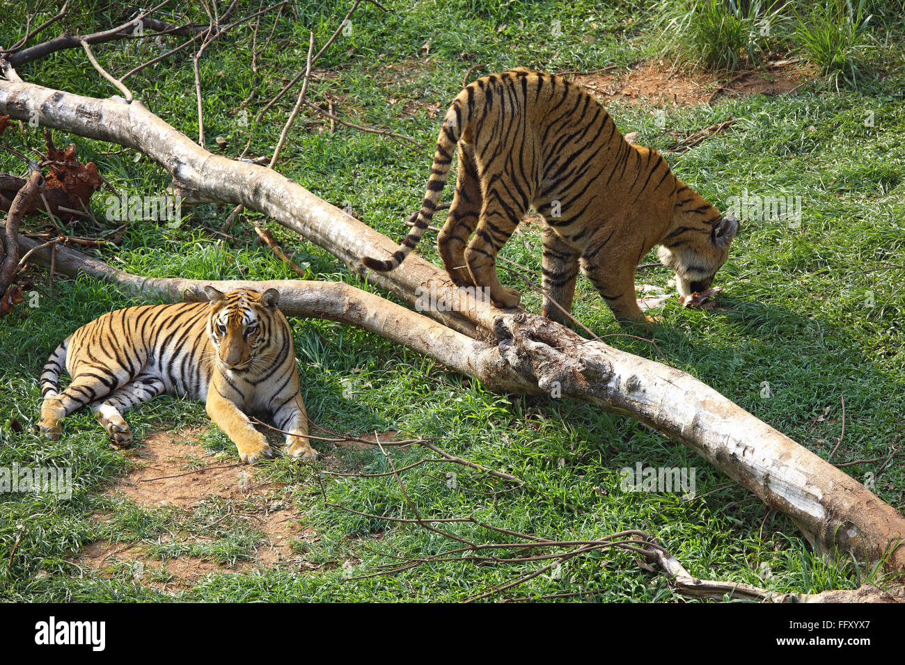 Le tigri del Bengala Panthera tigri in zoo di Guwahati , Assam India Foto Stock