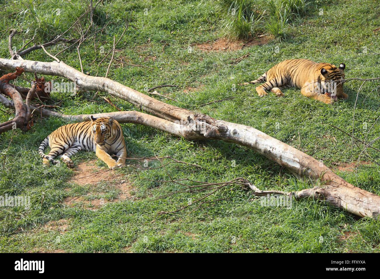 Le tigri del Bengala Panthera tigri in zoo di Guwahati , Assam India Foto Stock
