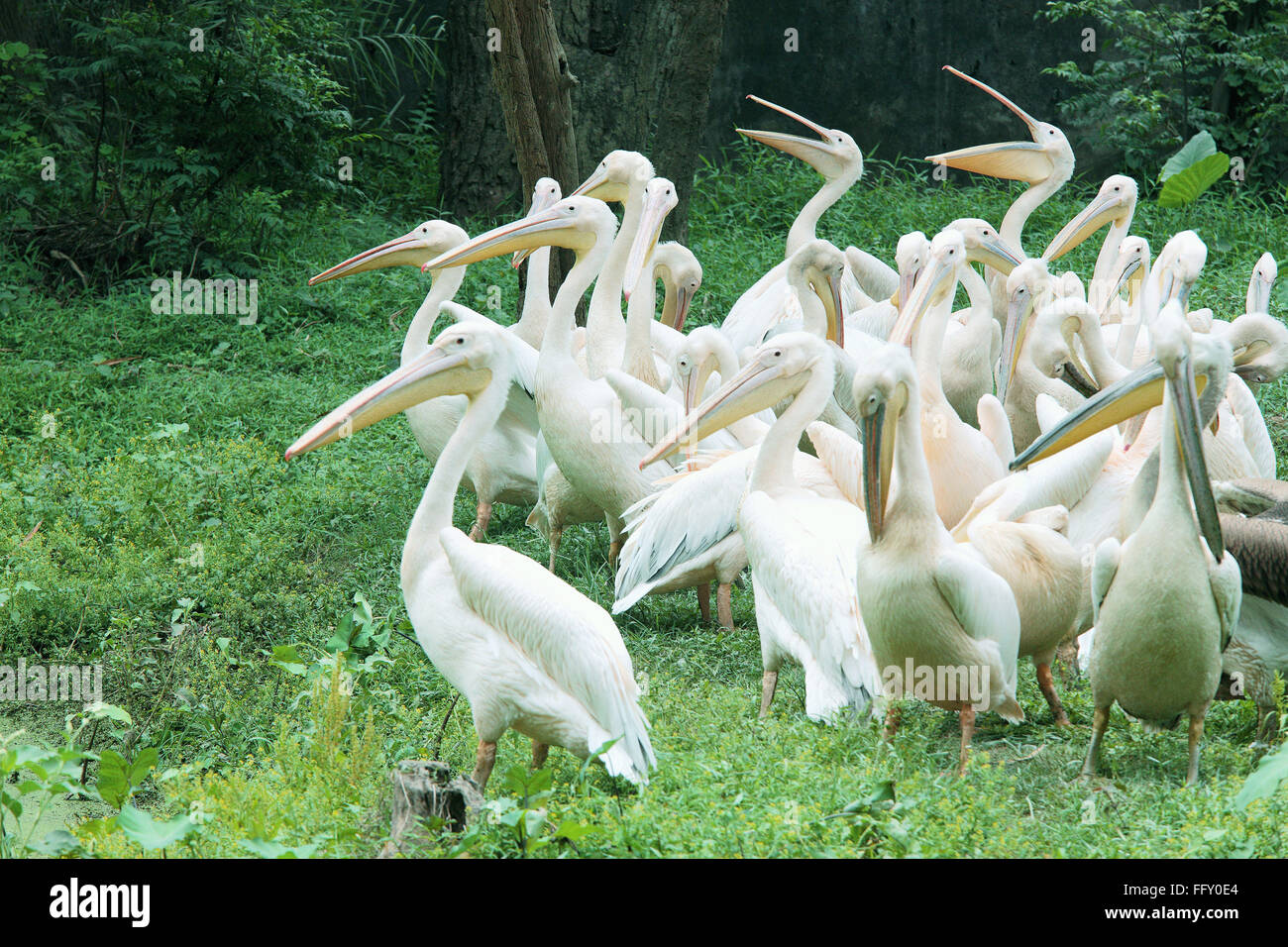 Gli uccelli acquatici , gregge di pellicani bianchi Pelecanidae Pelecanus onocrotalus vicino al laghetto di Guwahati zoo , Assam, India Foto Stock