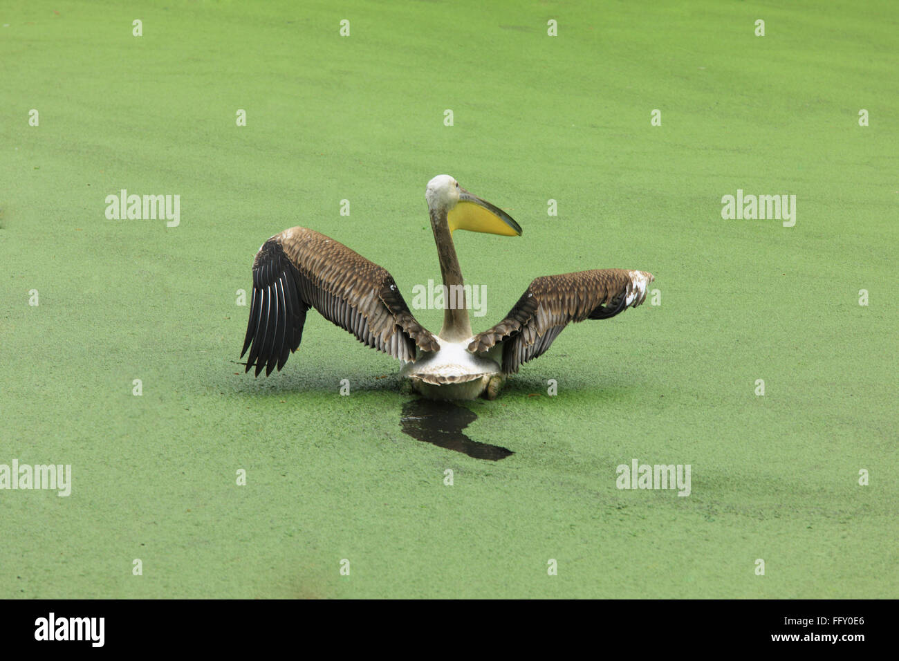Acqua uccello , Pelican Pelecanidae Pelecanus onocrotalus in stagno a Guwahati zoo , Assam, India Foto Stock