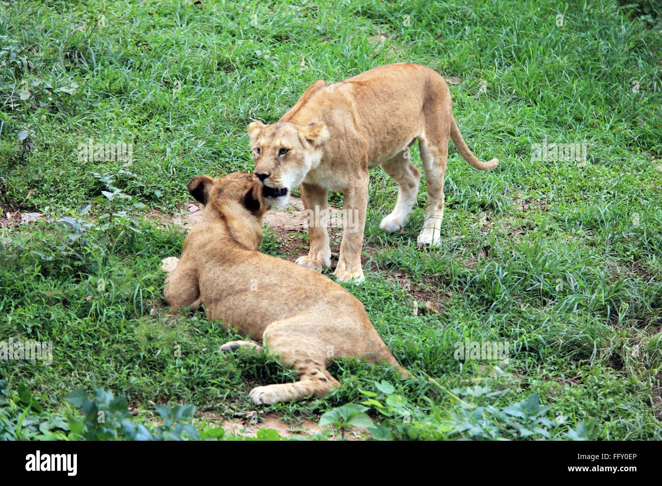 Leonessa Panthera Leo e cub di Guwahati zoo , Assam India Foto Stock