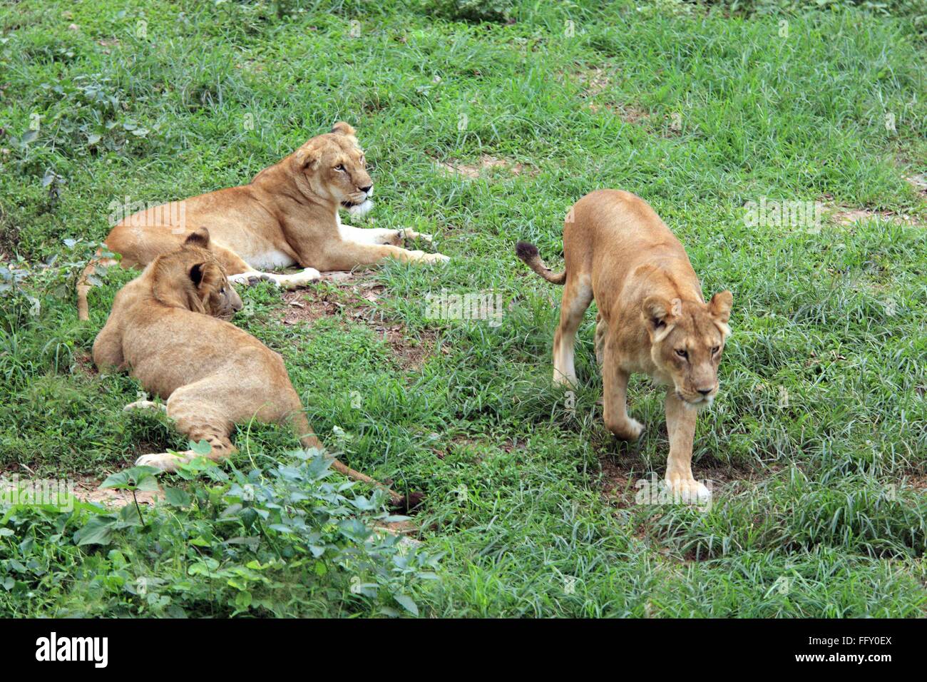 Leonessa Panthera Leo in appoggio a Guwahati zoo , Assam India Foto Stock