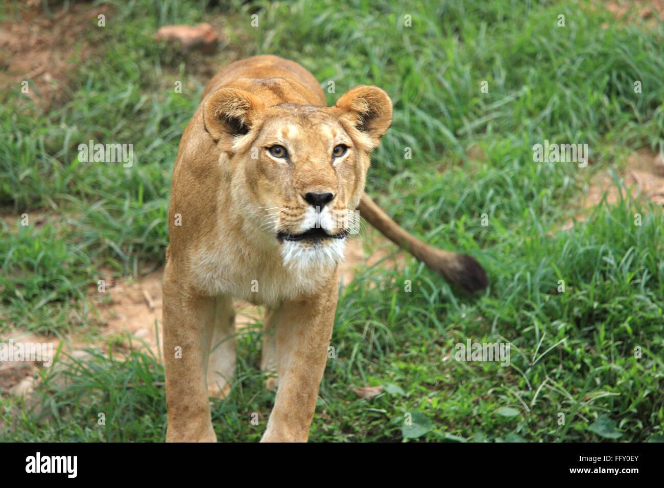 Leonessa Panthera Leo staring a Guwahati zoo , Assam India Foto Stock