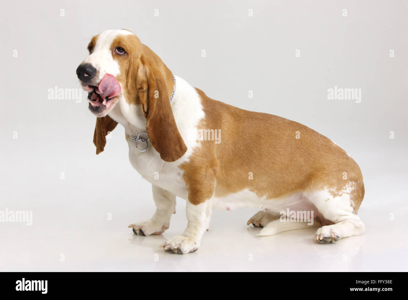 Cane Basset Hound femmina che posano su sfondo bianco Foto Stock