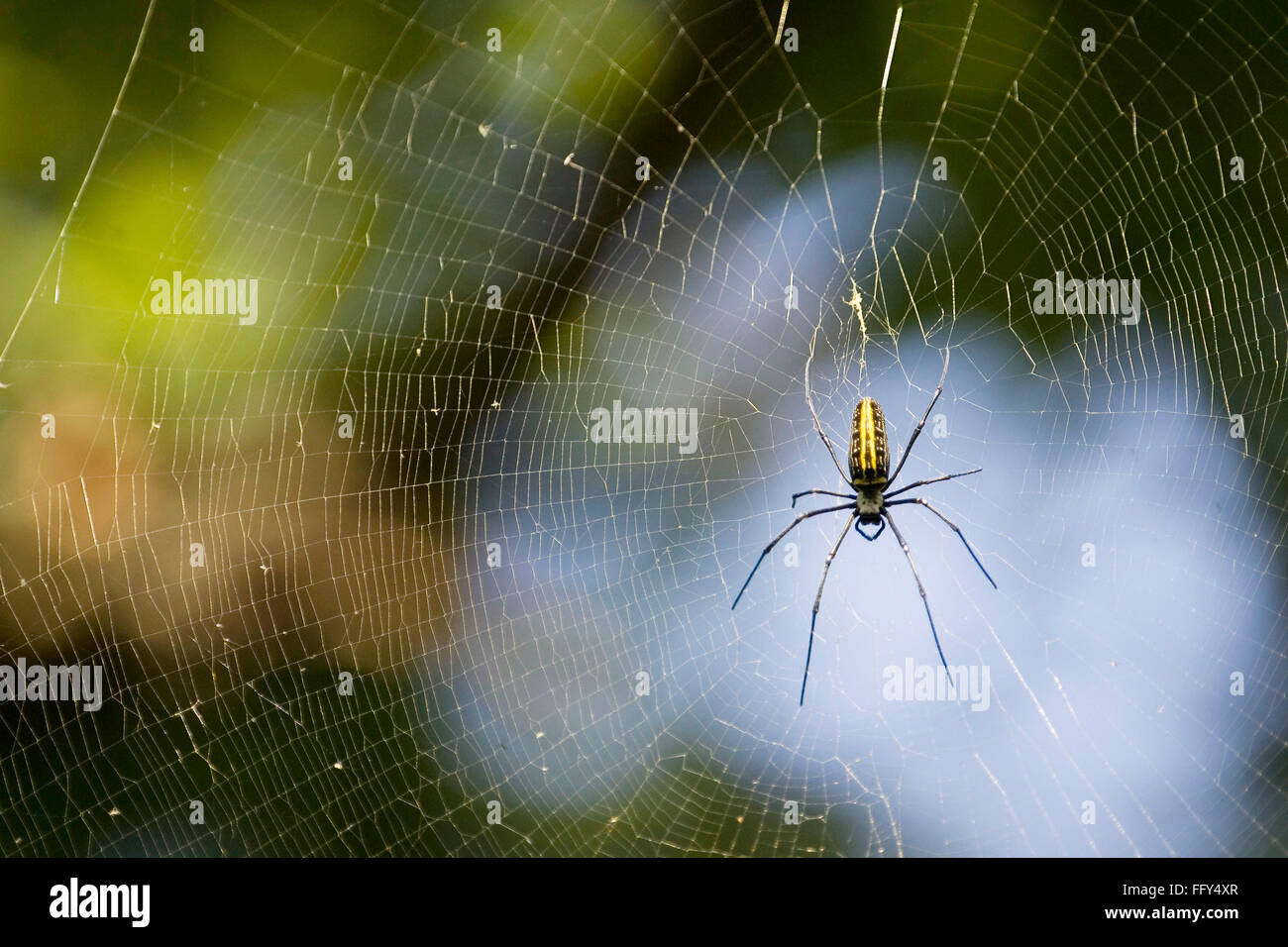 Legno gigante spider web , Dudhwa Parco Nazionale , Uttar Pradesh , India Foto Stock