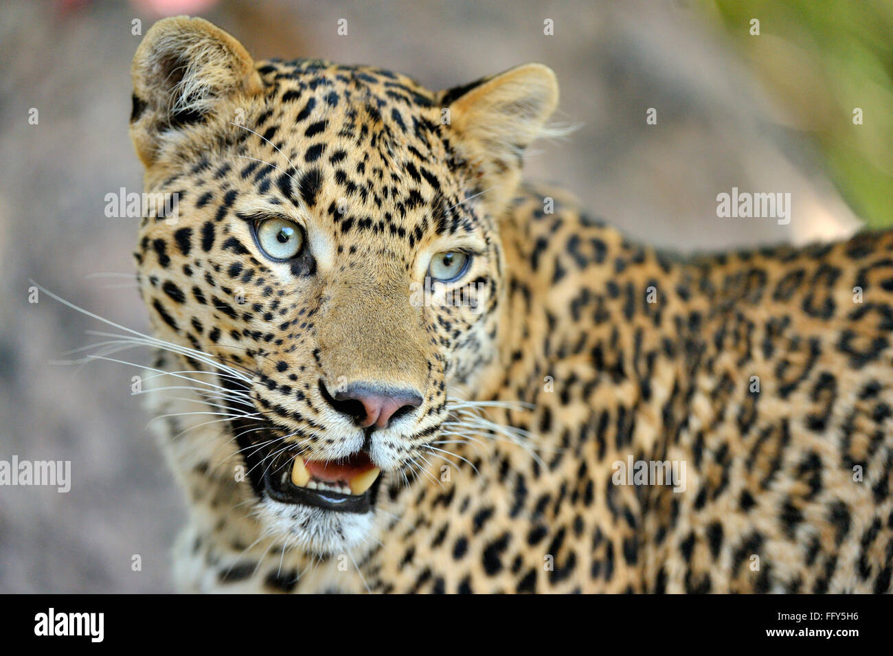 Leopard panthera pardus staring ; Ranthambore riserva della tigre ; Rajasthan ; India Foto Stock