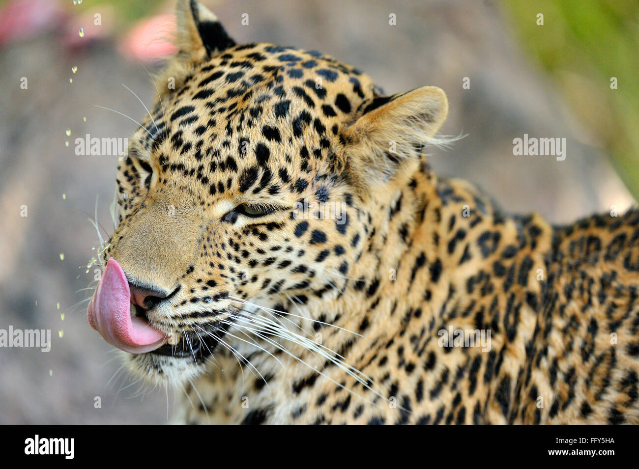 Leopard panthera pardus ; Ranthambore riserva della tigre ; Rajasthan ; India Foto Stock