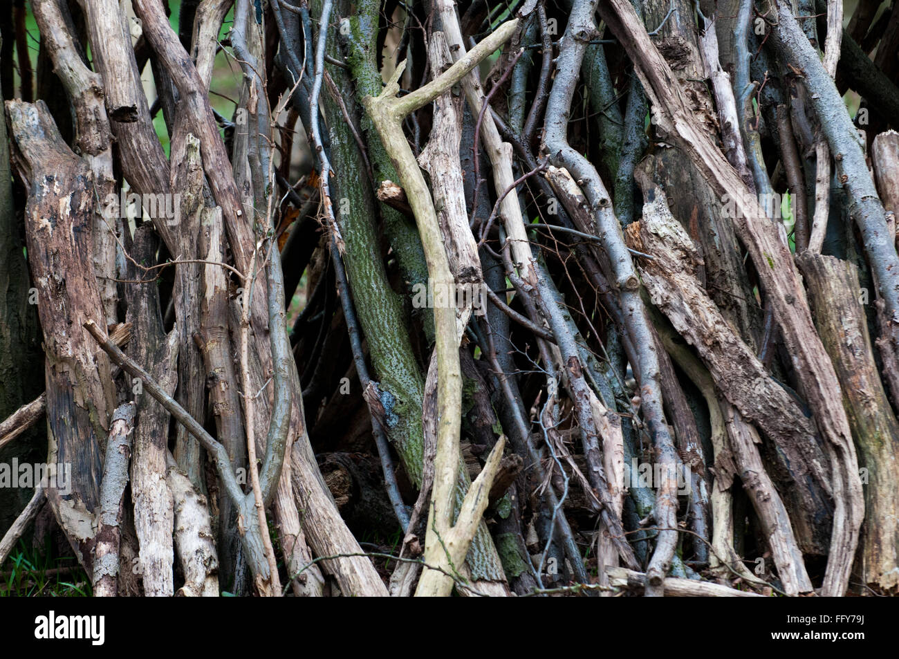 Disposizione dei tronchi accatastati in una riga nella foresta Foto Stock