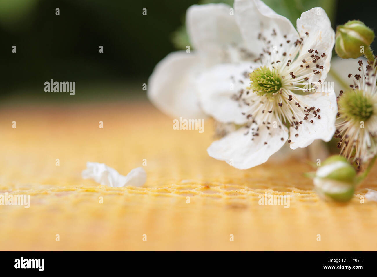 Nido e fiore di ciliegio closeup giallo sfondo astratto Foto Stock