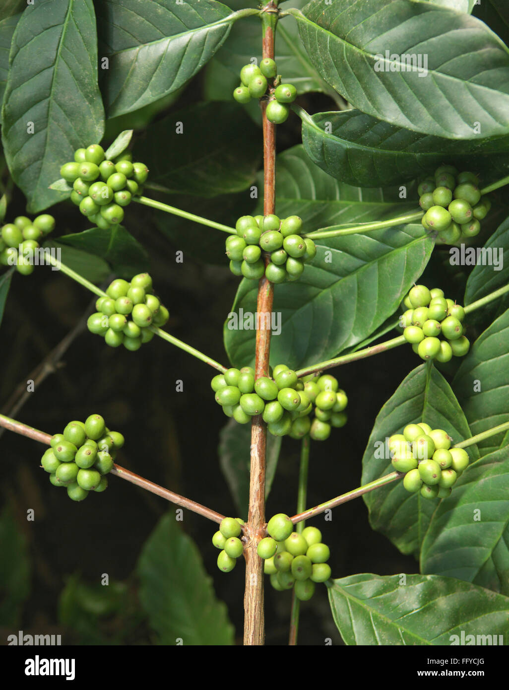 Caffè arabica chicchi verdi di caffè da Thekkady in Idukki ; Kerala ; India Foto Stock