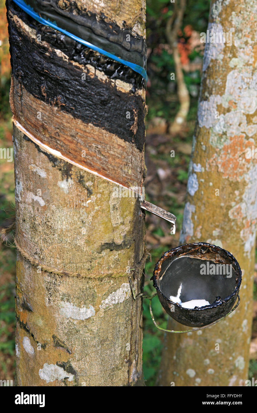 La gomma grezza Ficus elastica raccolti dalla pianta in gomma ; Kottayam Kerala ; India ; Foto Stock
