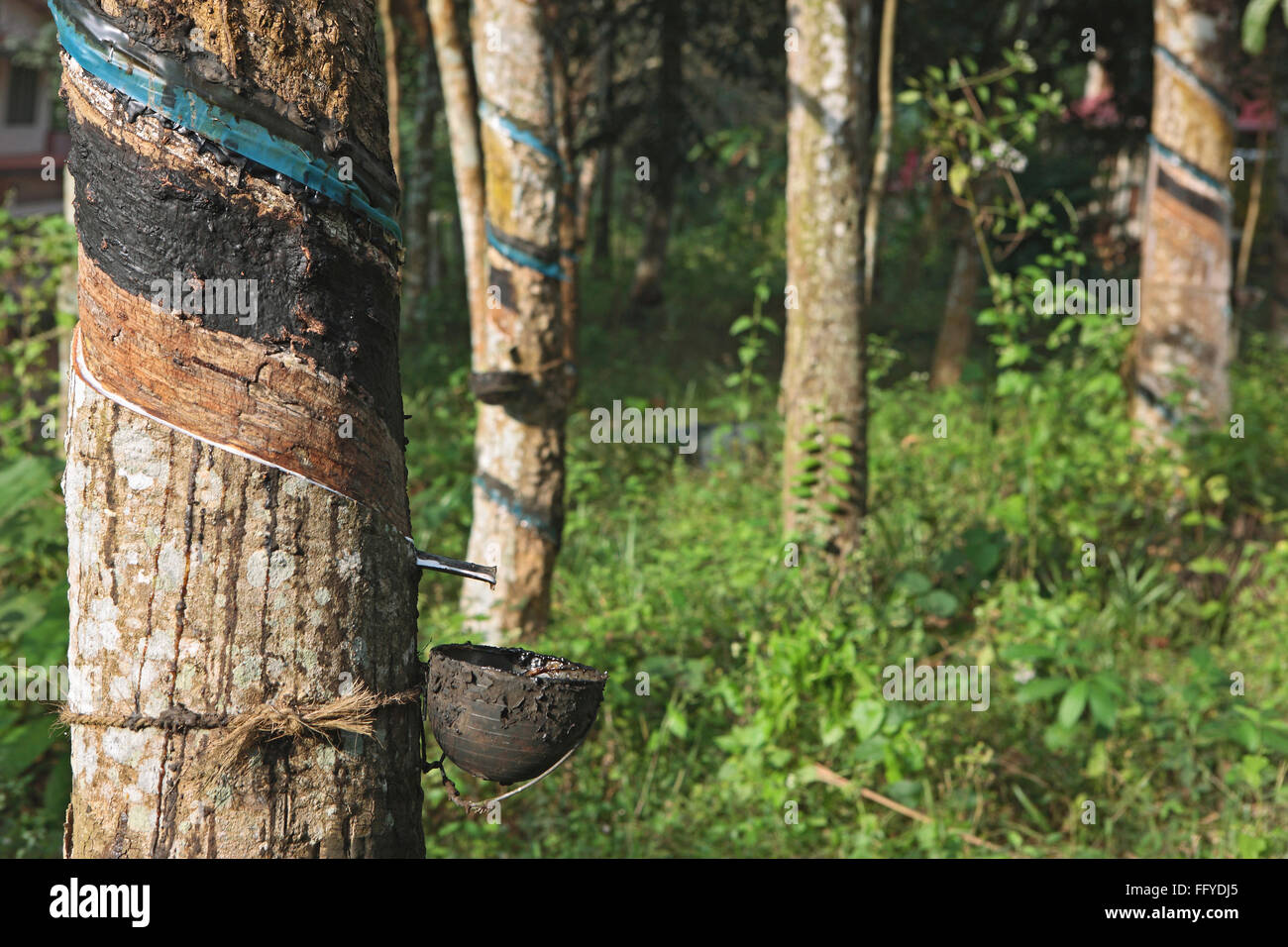 La gomma grezza Ficus elastica raccolti dalla pianta in gomma ; Kottayam Kerala ; India ; Foto Stock