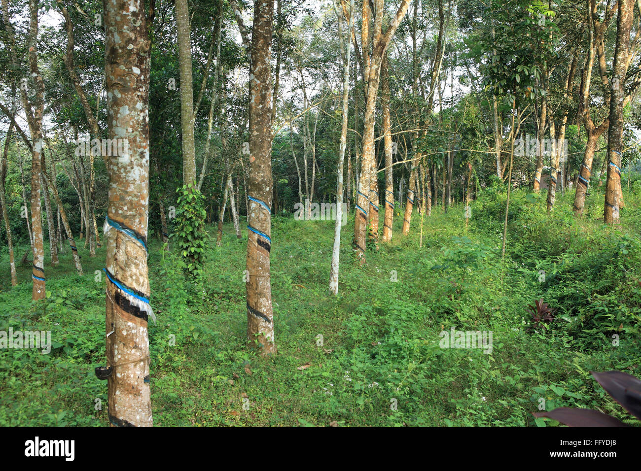 La gomma grezza Ficus elastica raccolti dalla pianta in gomma ; Kottayam Kerala ; India ; Foto Stock