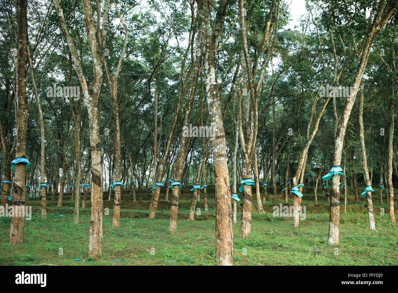 La gomma grezza Ficus elastica raccolti dalla pianta in gomma ; Kottayam Kerala ; India ; Foto Stock