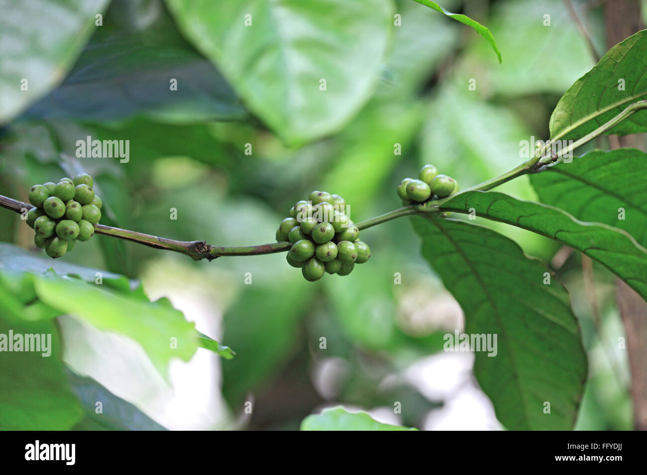 La pianta del caffè arabica ; Thekkady Thekkadi ; Dist Idukki ; Kerala ; India Foto Stock
