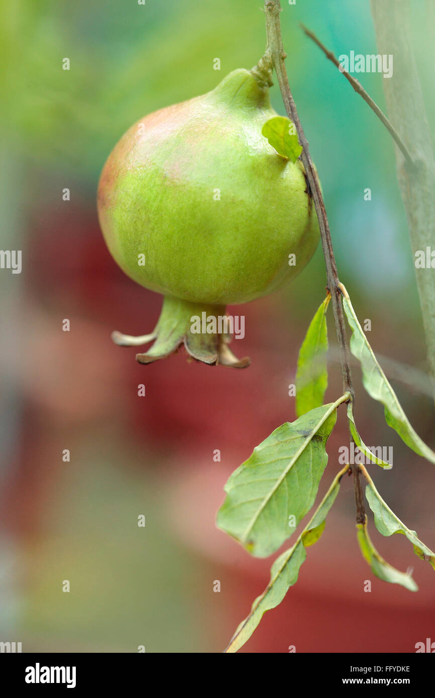 Frutti ; melograno Punica granatum con foglie appendere sul ramo Foto Stock