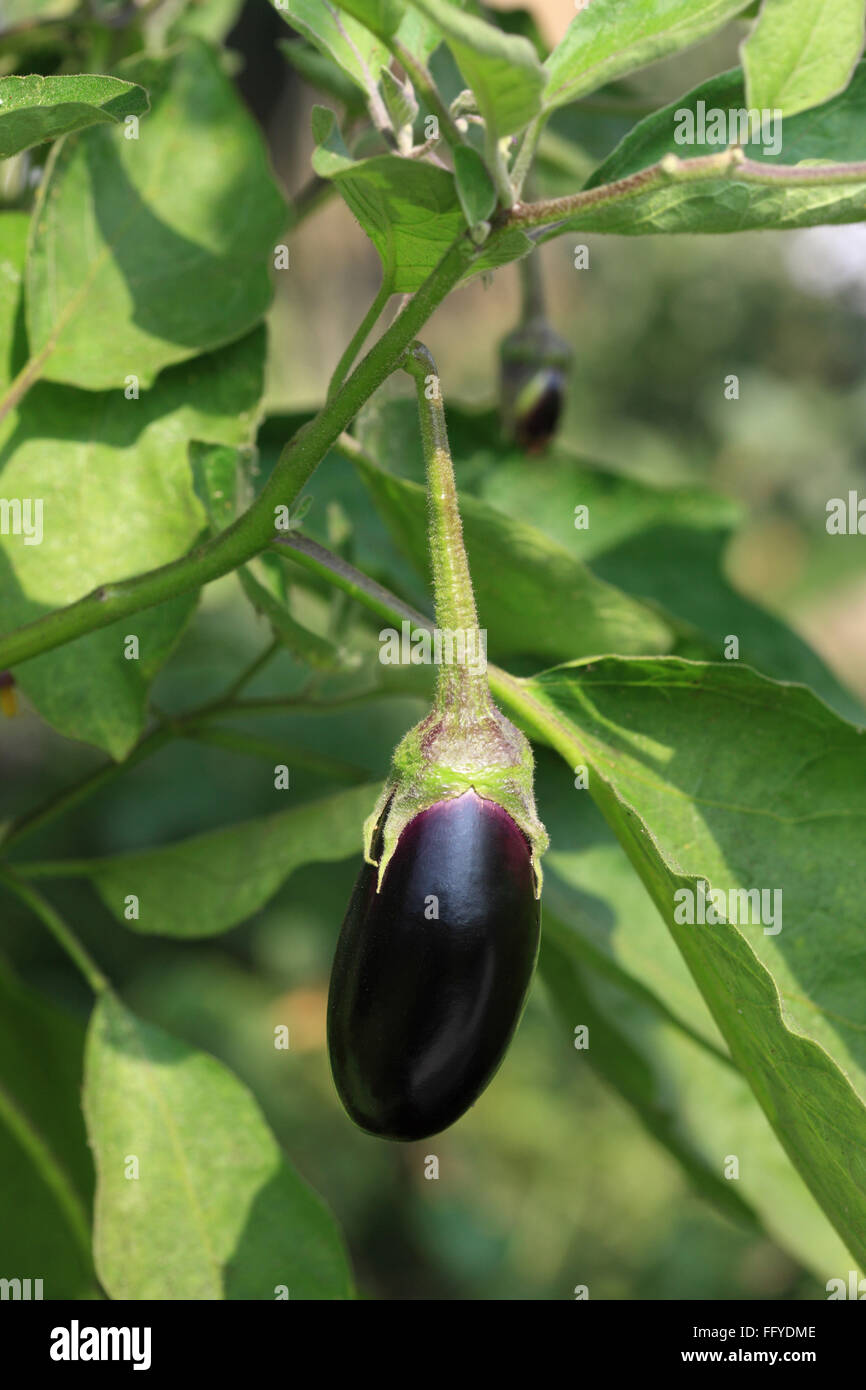 Ortaggi ; brinjal impianto uovo Solanum melongena forma ovale viola scuro appeso sul ramo in campo Foto Stock