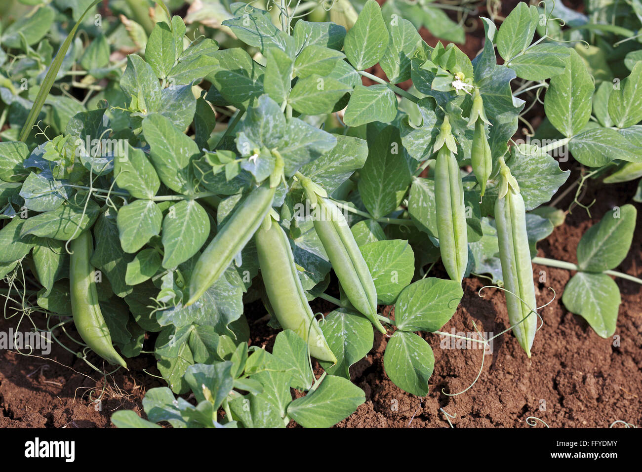 verde piselli pianta pisum sativum giardino piselli bacelli appesi su piante in campo Foto Stock