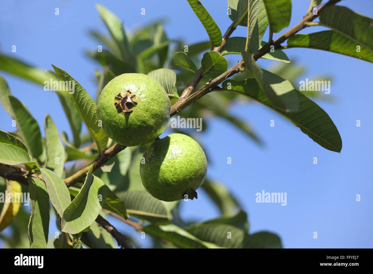 Frutti ; green di guava Psidium guajava appeso sul ramo con foglie Foto Stock