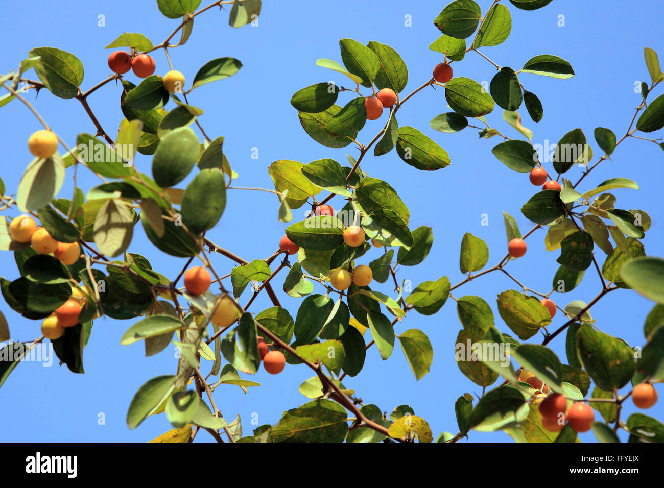 Frutti ; jujube ziphus mauritiana cinese raw data e mature con foglie sui rami Foto Stock