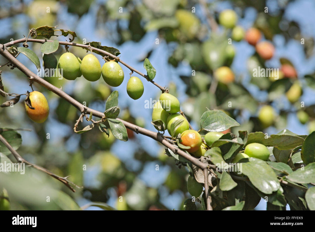 Frutti ; jujube ziphus mauritiana cinese raw data e mature con foglie sui rami Foto Stock