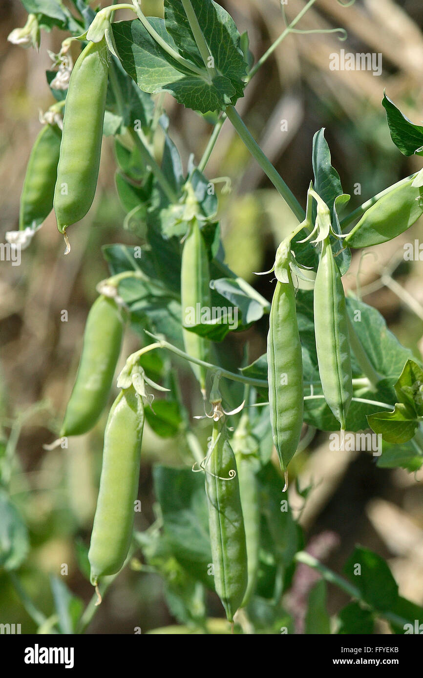 Piselli verdi, pisum sativum, baccelli appesi su piante in campo , Foto Stock