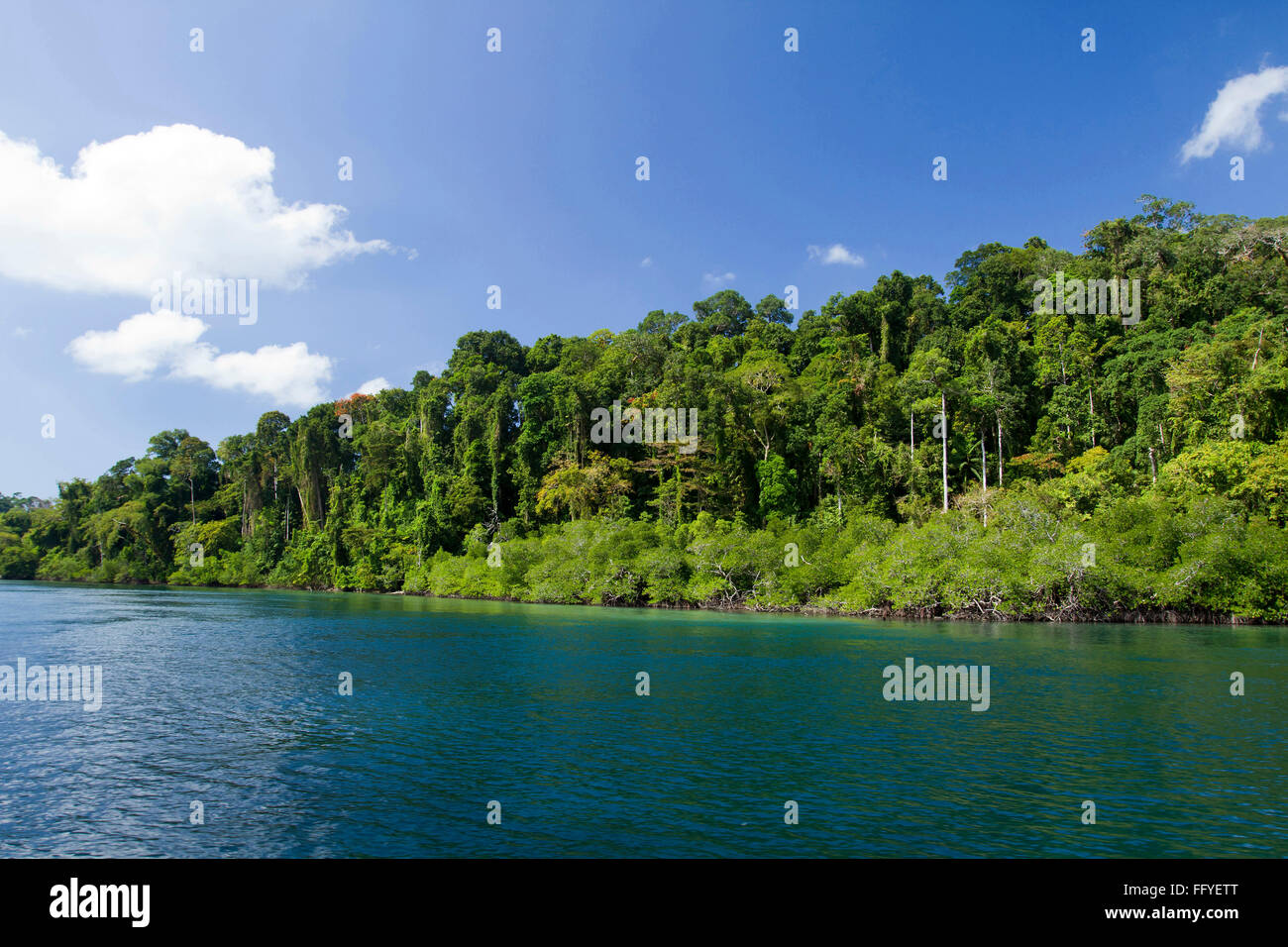 Foresta pluviale tropicale di Mangrovie di Wandoor delle isole Andamane India Asia Foto Stock