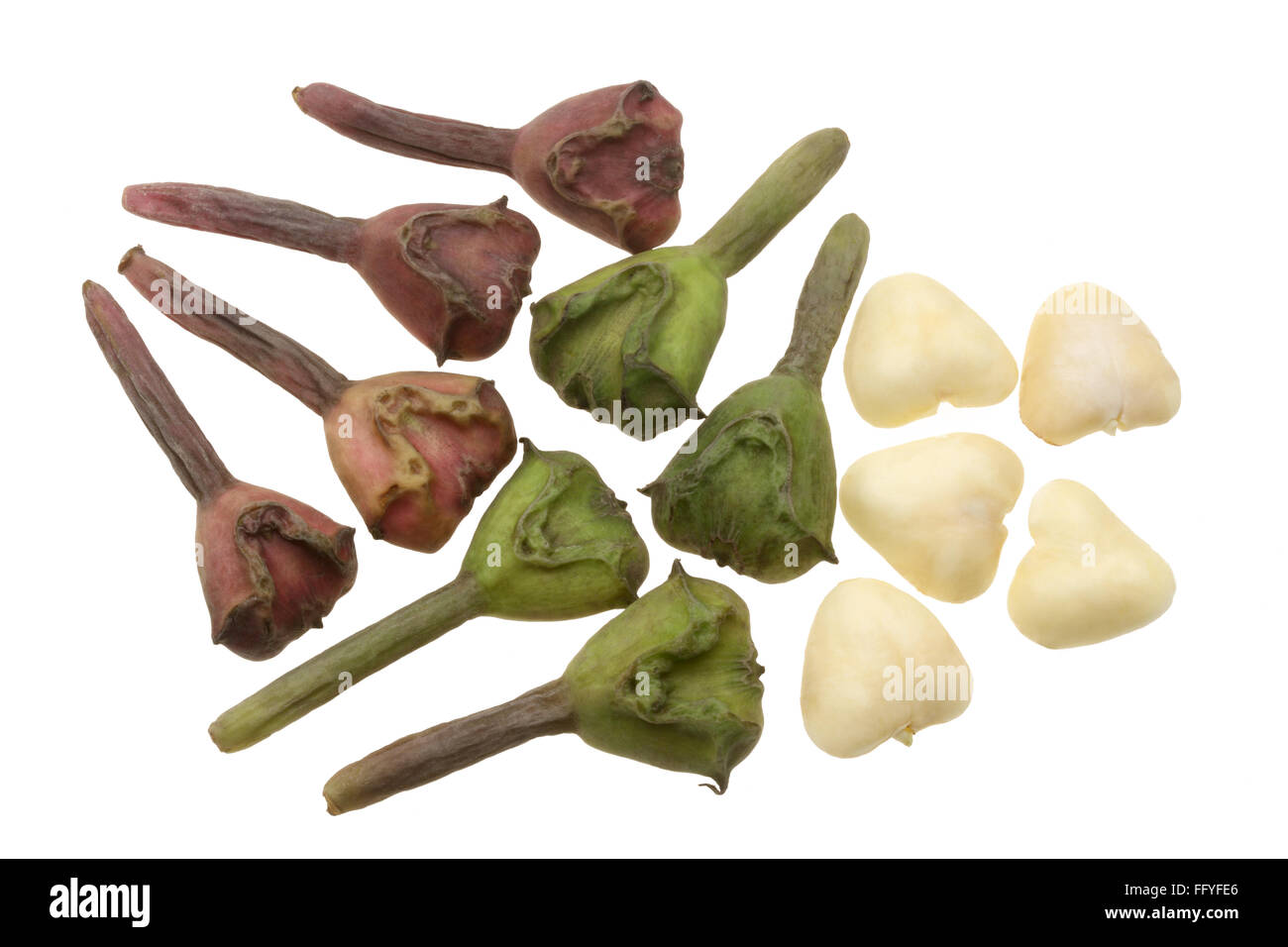 trapa natan di castagne d'acqua Foto Stock