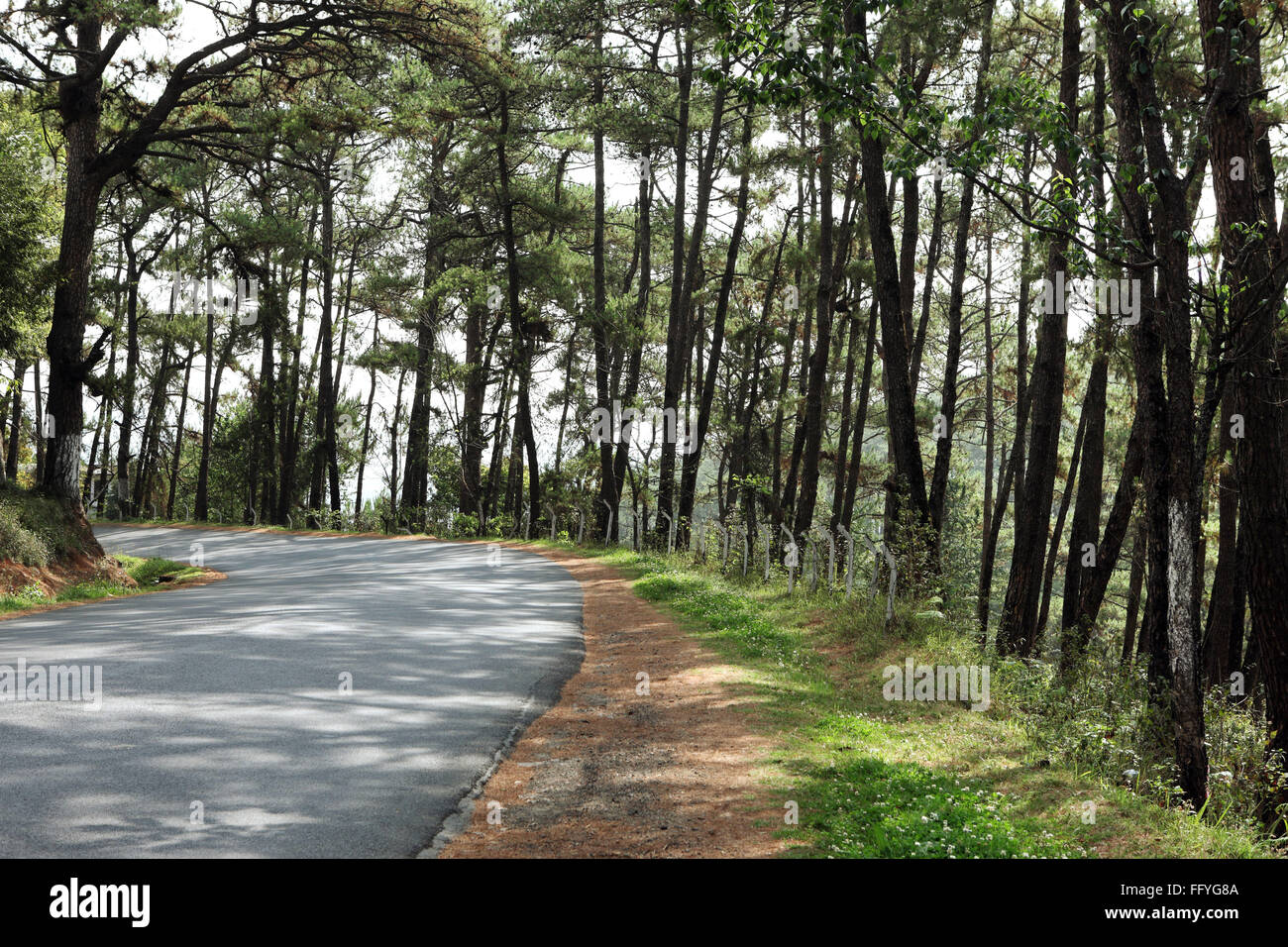 Strada con alberi di alto fusto ; Cherrapunji ; Sohra ; Meghalaya ; India Foto Stock