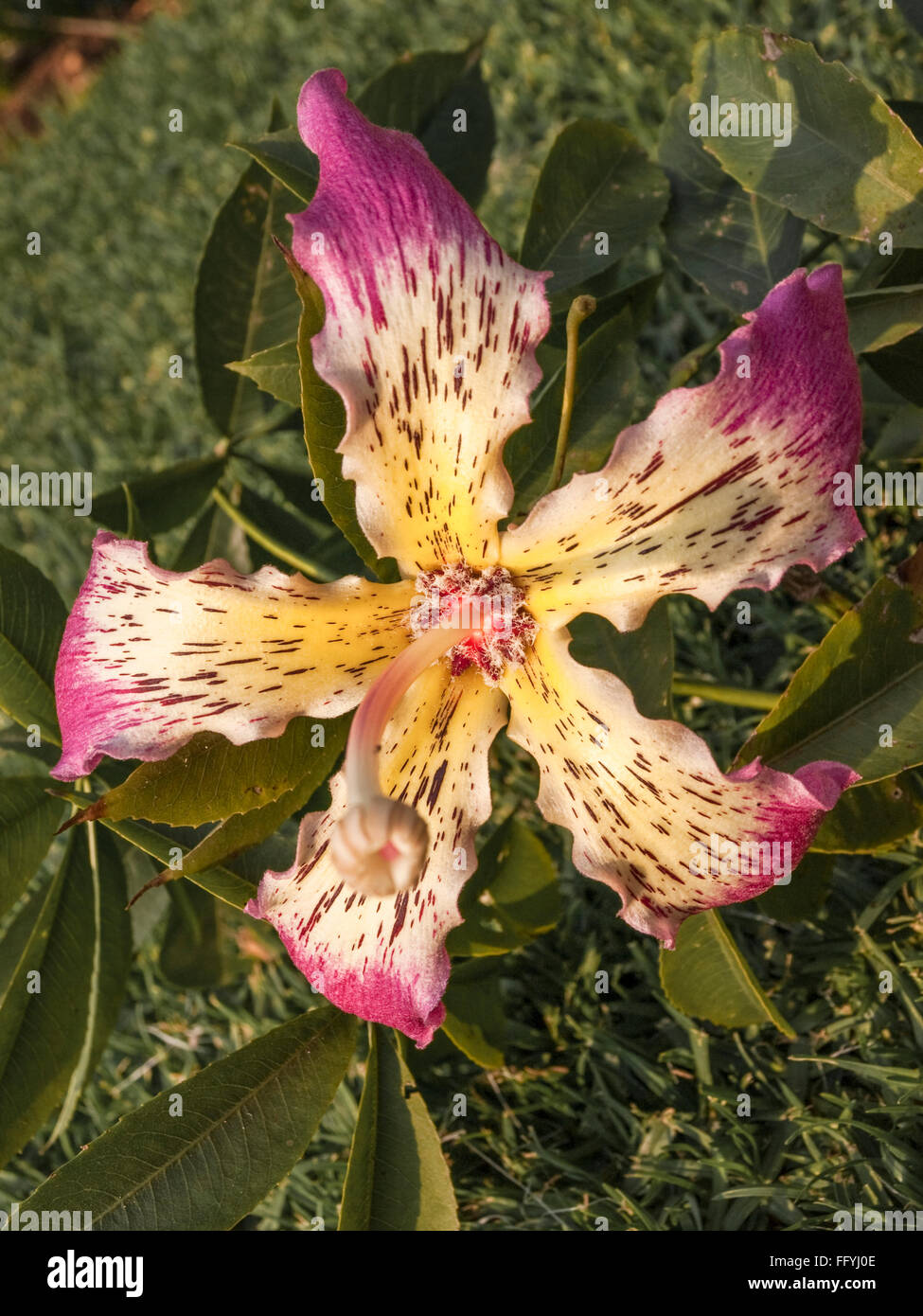 Fiore del Kapok tree (Ceiba pentandra Foto stock - Alamy