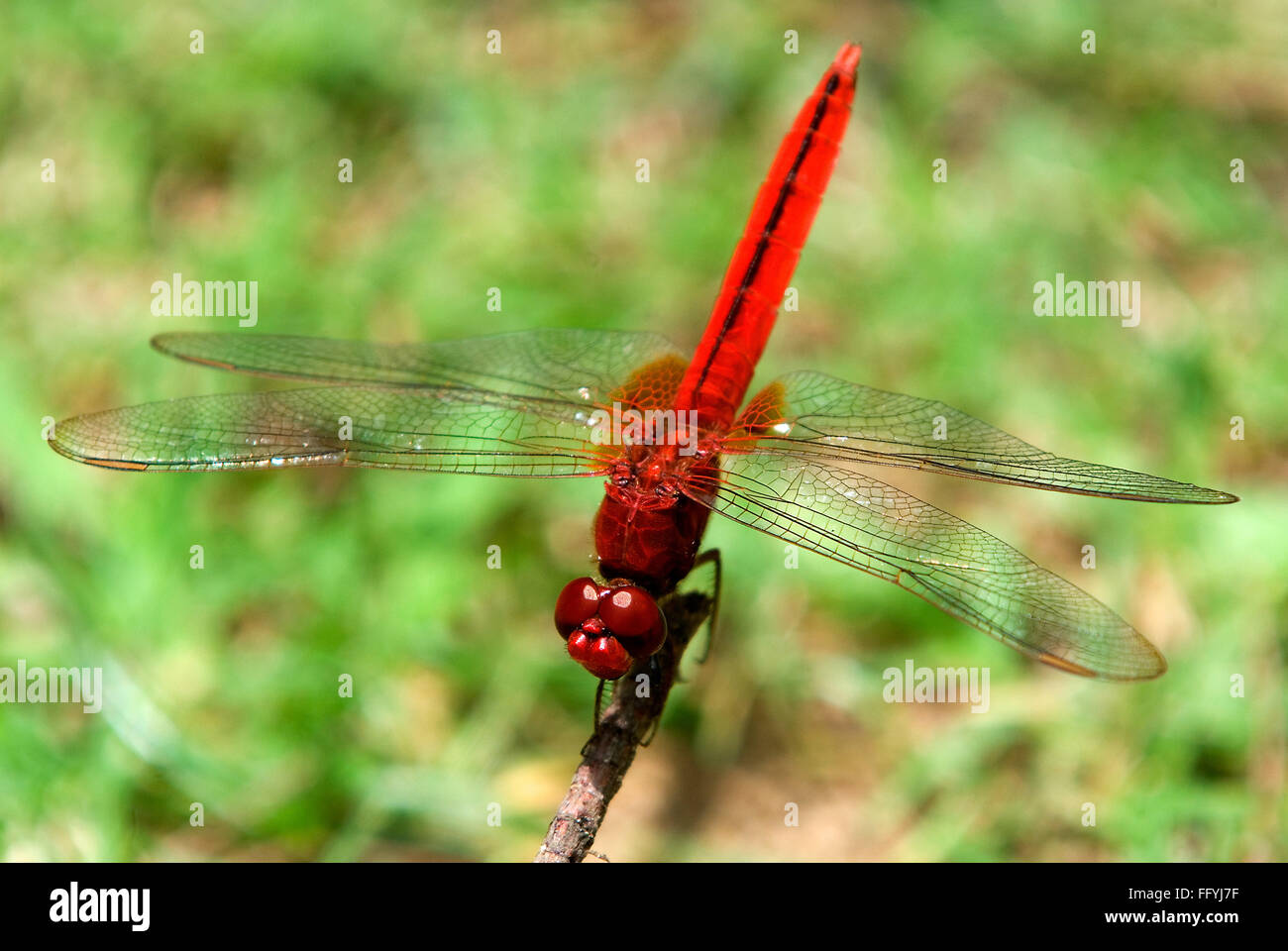 Skimmer di palude ruddy scarlatto skimmer dragonfly Crocothemis servilia Foto Stock