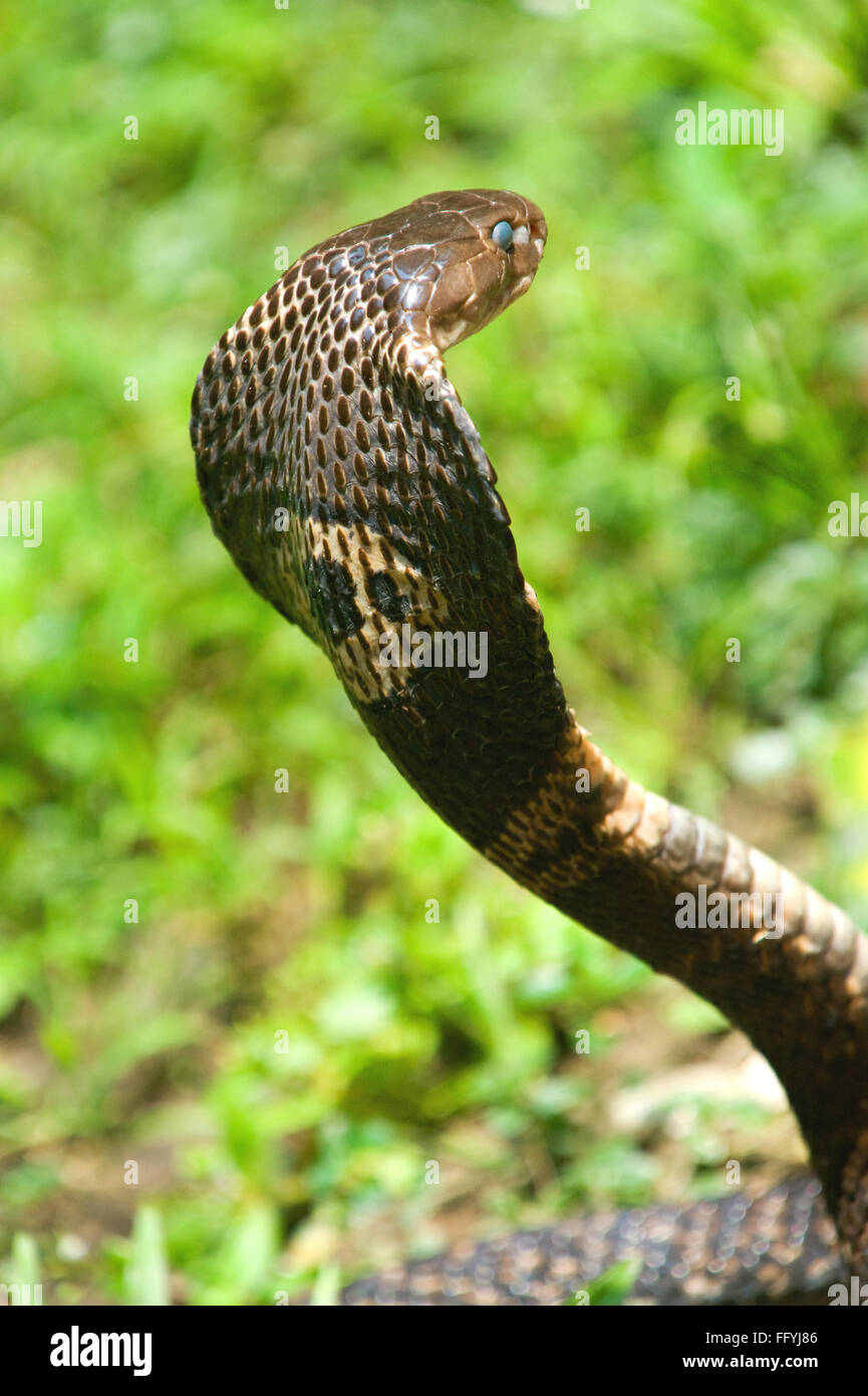 Cobra Monocellate naja kaouthia ; Snakegarden Badu ; Calcutta Kolkata ; Bengala Occidentale ; India 13 Settembre 2009 Foto Stock