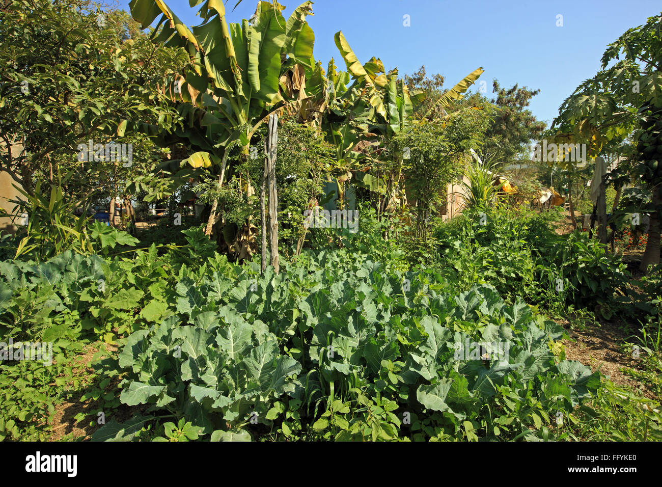 Agricoltura biologica di frutta e verdura a Nemawar Madhya Pradesh India Foto Stock