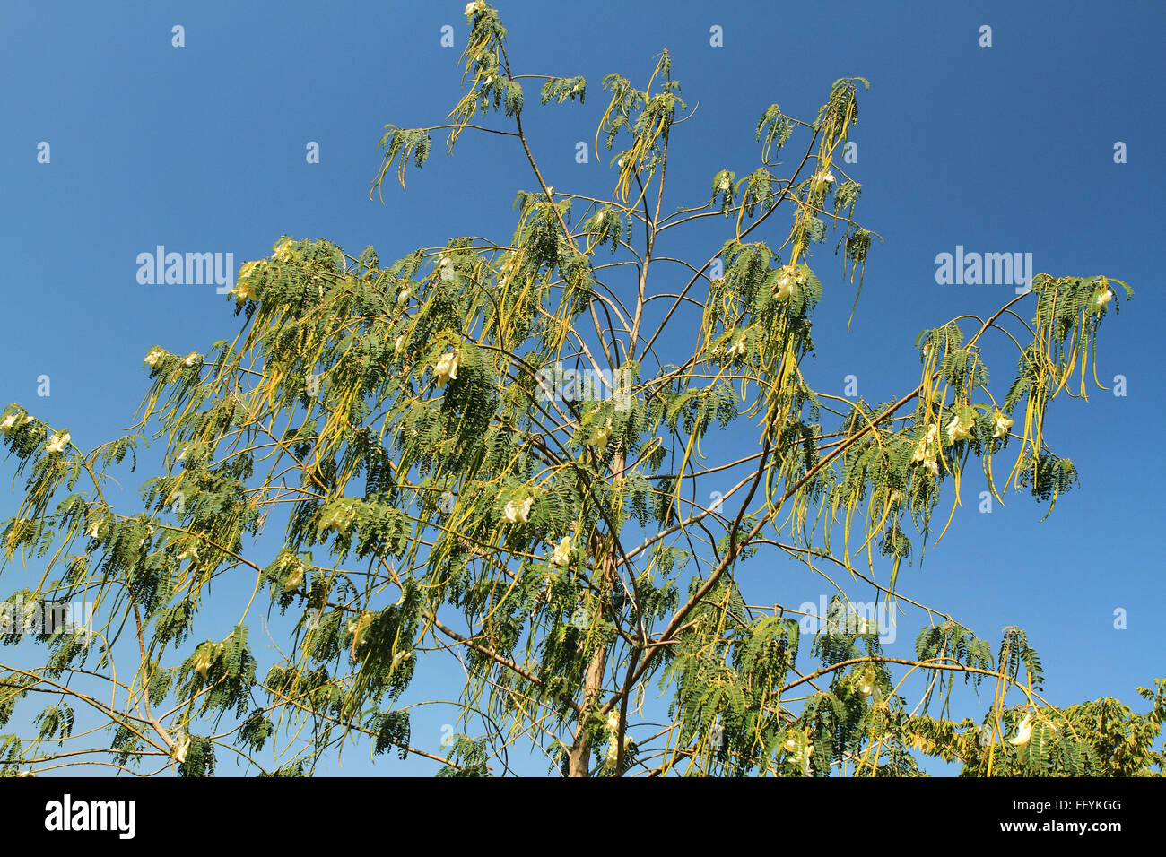 Agricoltura biologica della coscia Moringa Oleifera a Nemawar Madhya Pradesh India Foto Stock