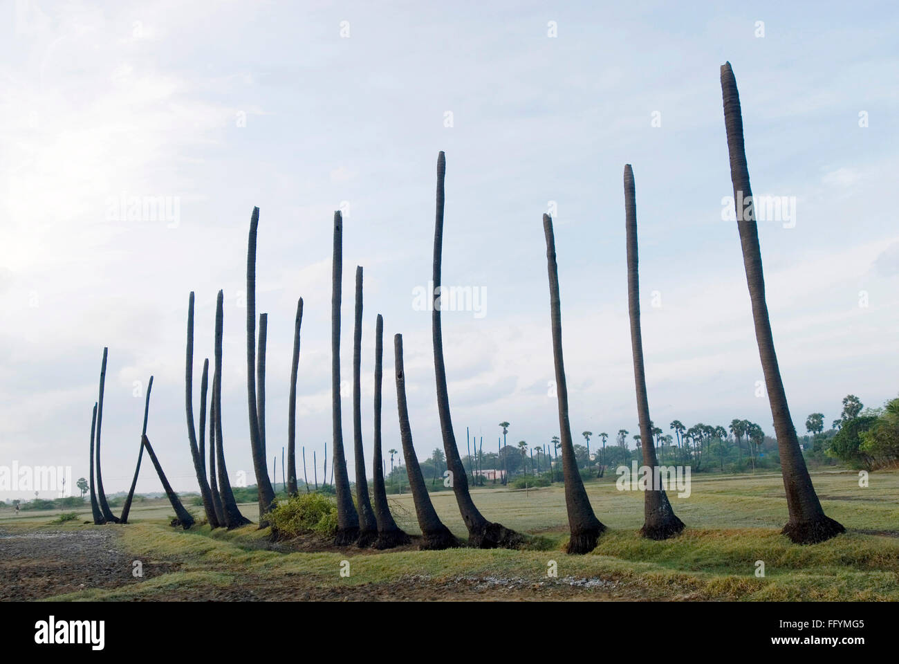 Siccità , un lungo periodo di tempo senza pioggia palme , Tamil Nadu , India Foto Stock