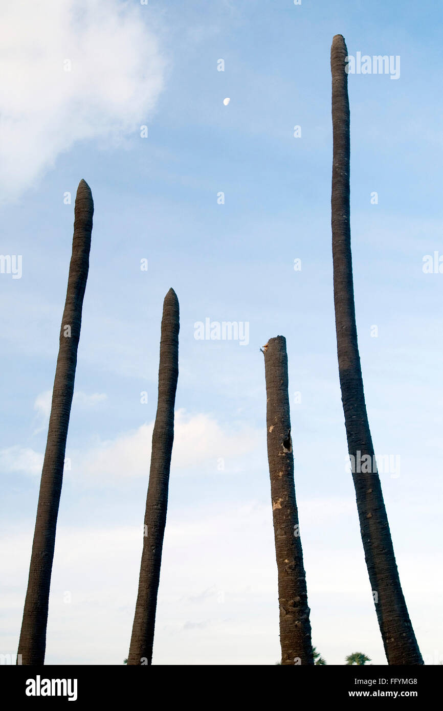 Siccità , un lungo periodo di tempo senza pioggia palme , Tamil Nadu , India Foto Stock