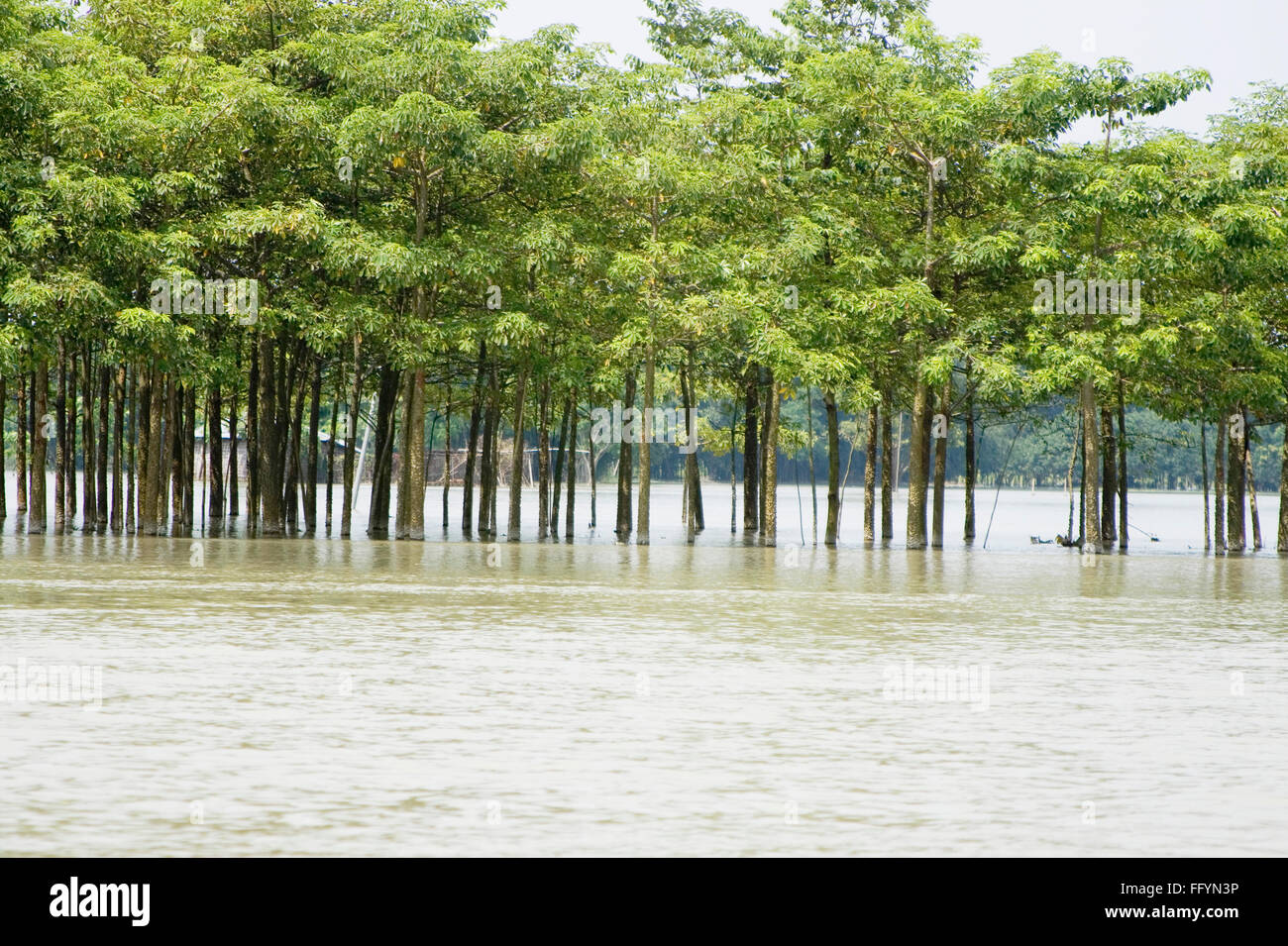 Alberi in acqua di fiume Kosi alluvione del Bihar 2008 nel quartiere Purniya , Bihar , India Foto Stock