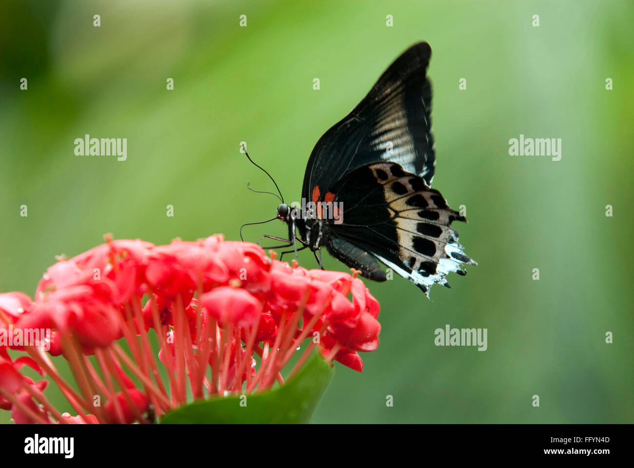 Blue Mormone al Parco delle Farfalle Bannerghatta Bangalore Karnataka India Asia Foto Stock