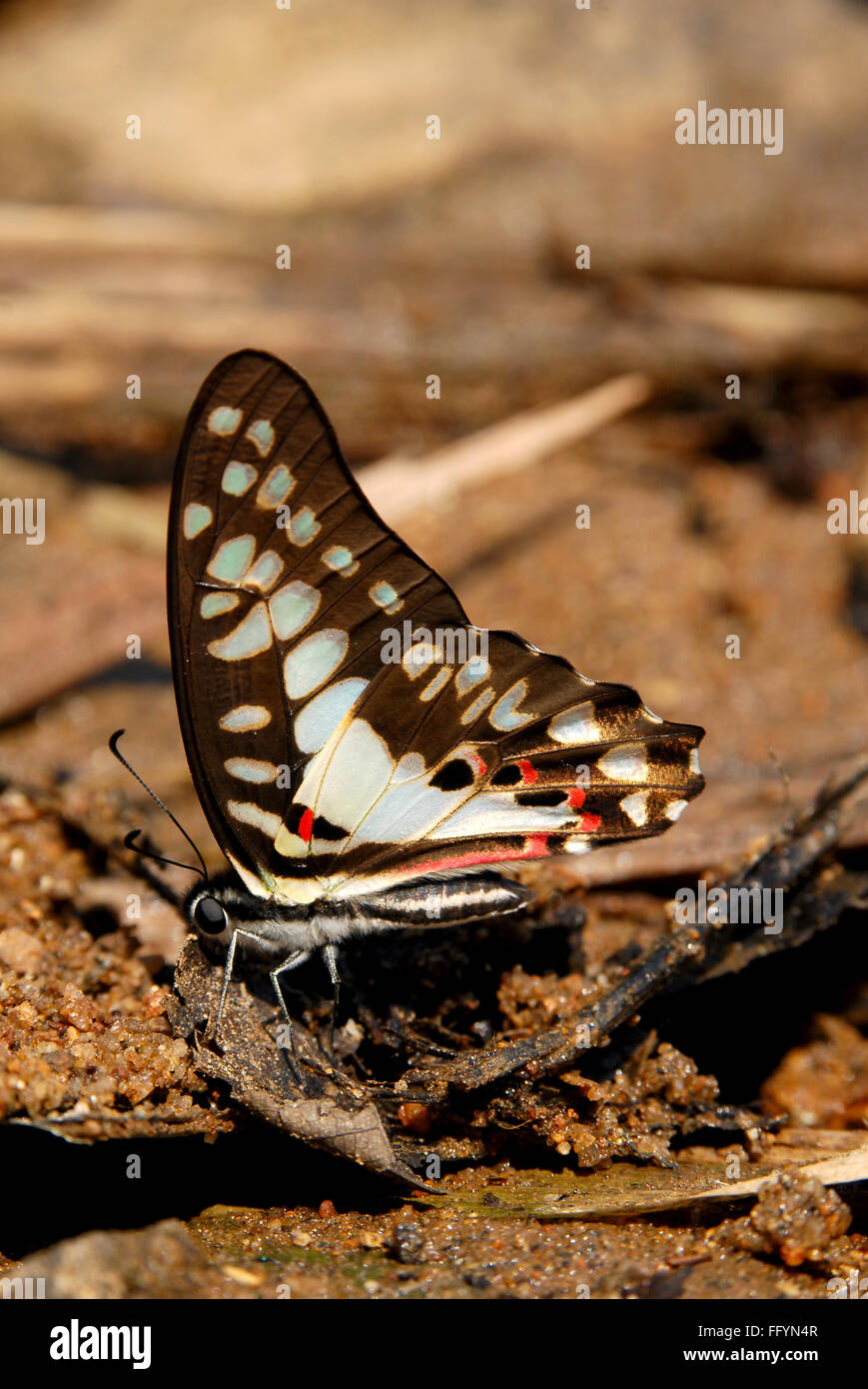 Comune di Jay in Thattekad a Kerala India Asia Foto Stock