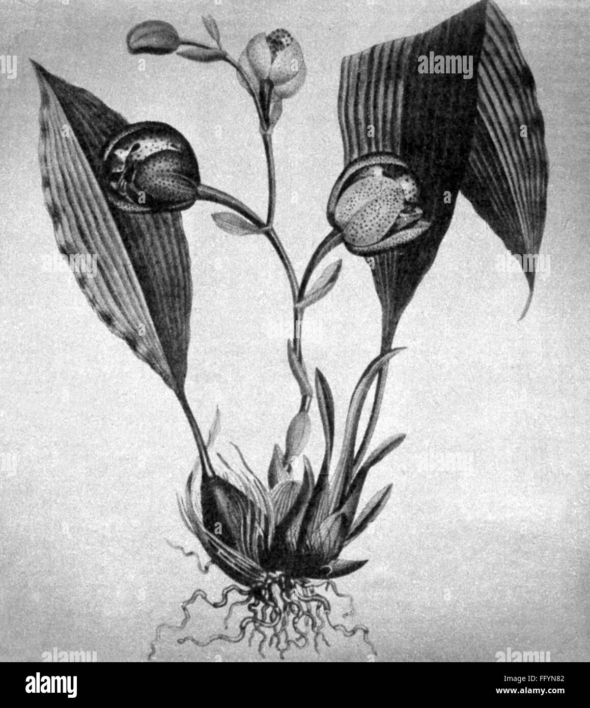 Botanica, fiori, orchidee (Anguloa suberba) della regione di confine dell'Ecuador e del Perù, disegno di Alexander von Humboldt, circa 1802, diritti aggiuntivi-clearences-non disponibile Foto Stock