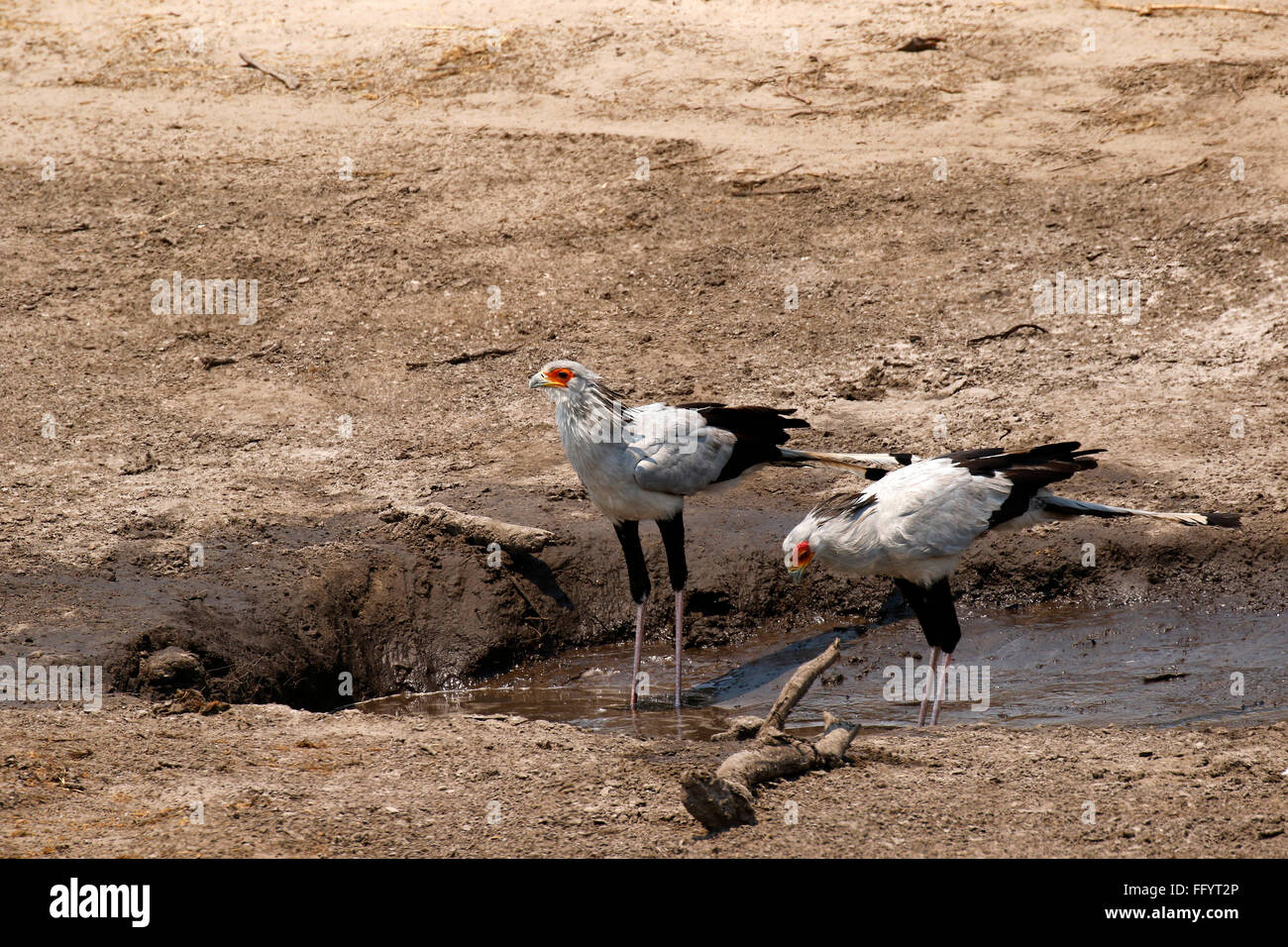 Una coppia di allevamento di rare minacciate di estinzione di uccelli Segretario di bere da un quasi a secco di acqua il foro nel canale Savuti Botswana Foto Stock