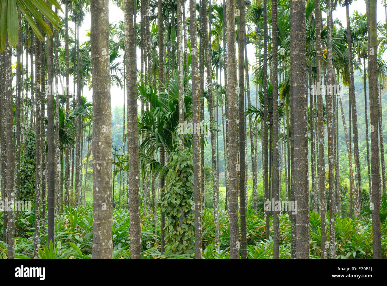 Betel dado di piantagione di alberi in corrispondenza Moodbidri ; a sud Kanara ; Karnataka ; India Foto Stock