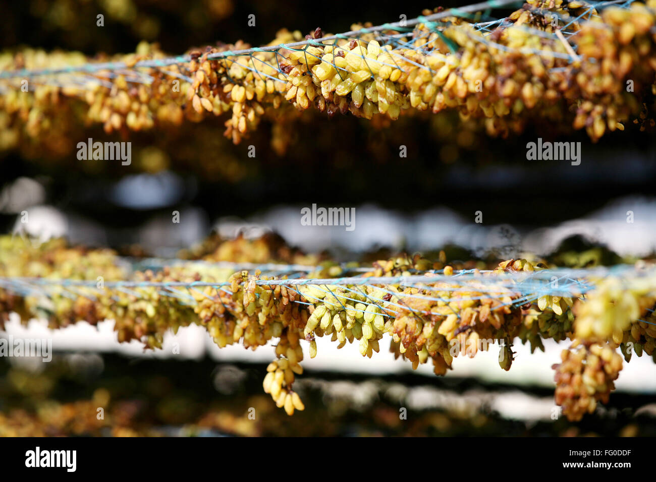 Uve mantenuta per essiccamento su scaffalature in uve secche fabbrica a Sangli , Maharashtra , India Foto Stock