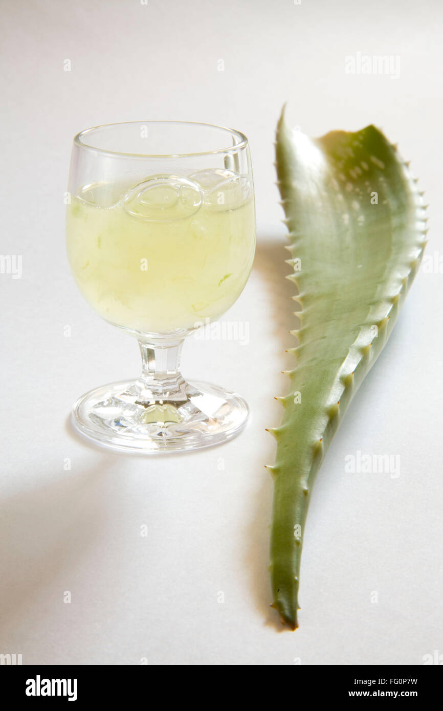 Pianta selvatica di aloe vera gel e succo di frutta con una meravigliosa proprietà medicinali , India Foto Stock