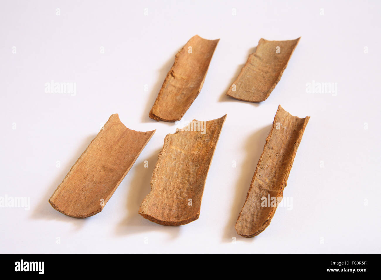 Spice , Cassia Jungli Dalchini Cinnamomum cassia su sfondo bianco Foto Stock