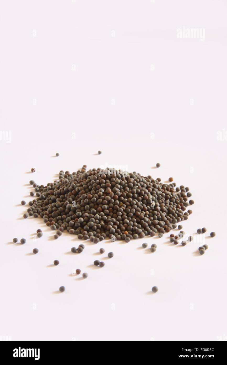 Indian Spice , nero Semi di senape Rai Brassica nigra, Brassica juncea / Brassica hirta Sinapsis alba su sfondo bianco Foto Stock
