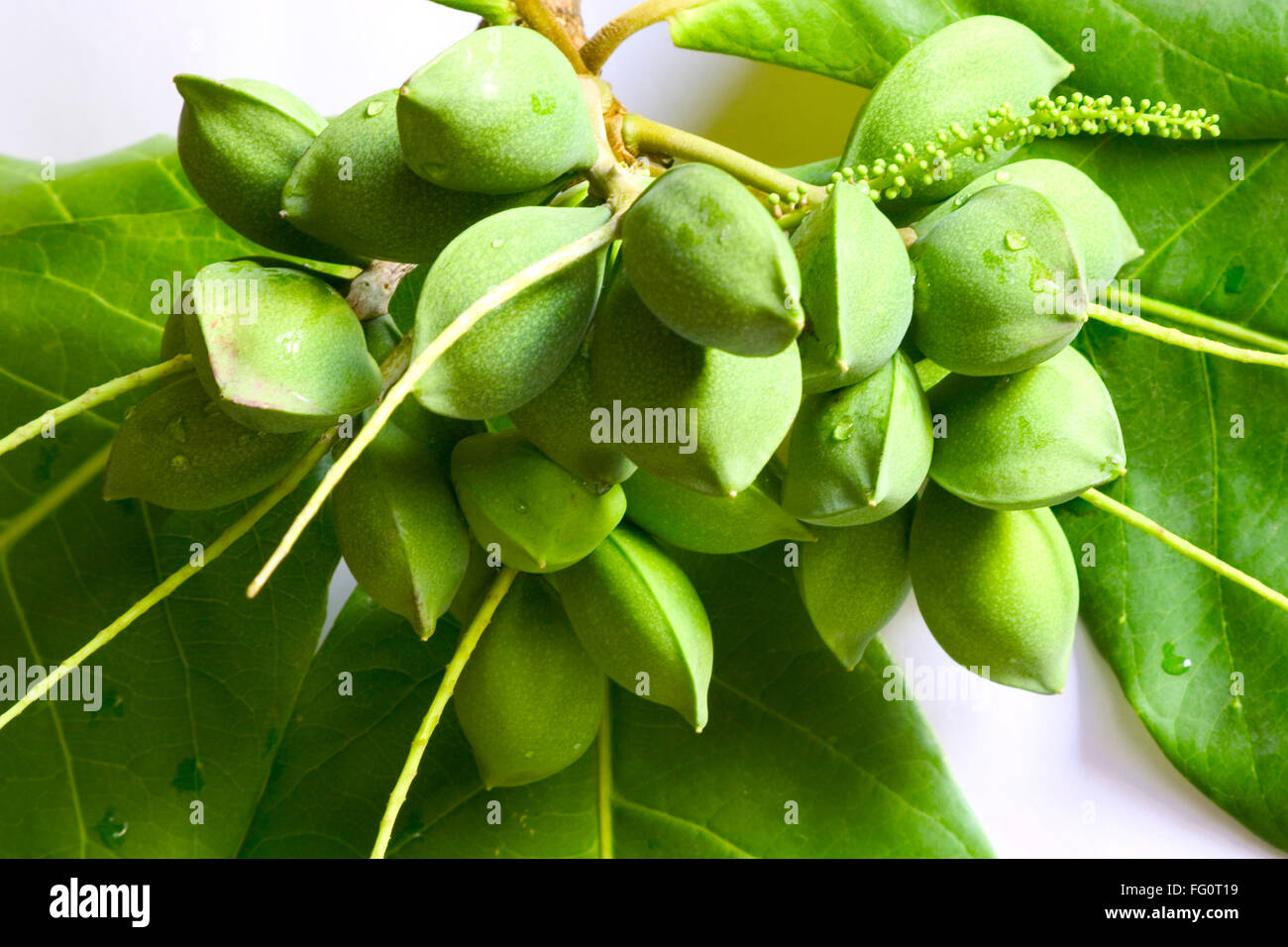 Frutta, mandorle verdi badam Prunus dulcis su sfondo bianco Foto Stock