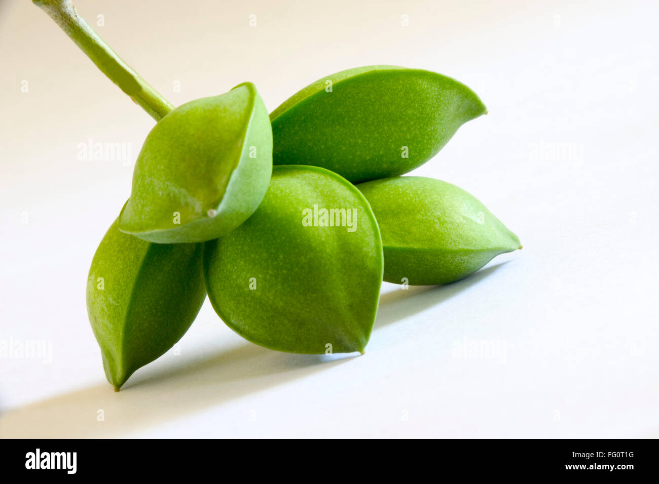 Frutta , cinque verde a forma di occhio badam mandorla Prunus dulcis su sfondo bianco Foto Stock