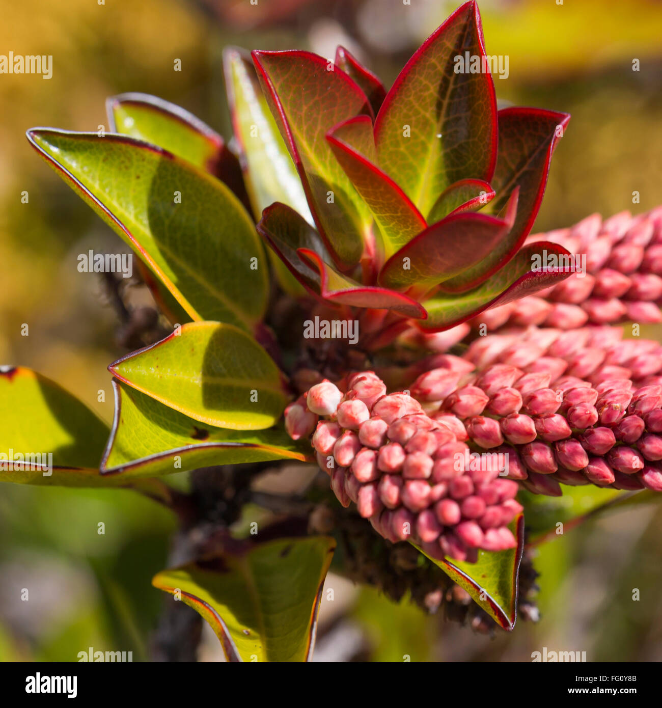 Un molto rare piante endemiche dell'altopiano di Roraima - Venezuela Foto Stock