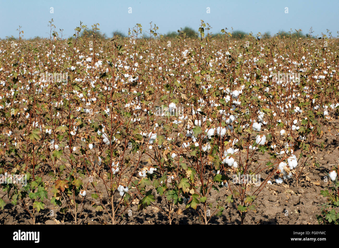 Campo di cotone , il cotone boll burst Gossypium herbaceum pronto per il raccolto , Gujarat , India Foto Stock